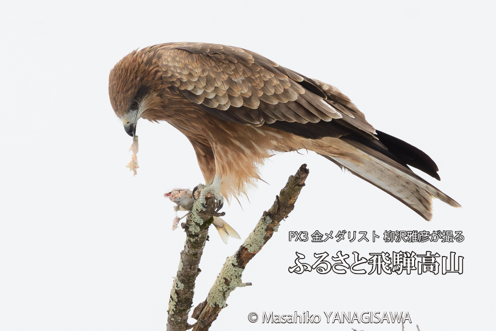 飛騨高山に棲むトビの写真です。