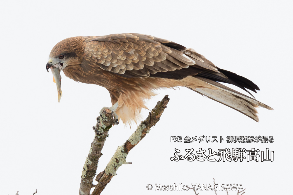 飛騨高山に棲むトビの写真です。