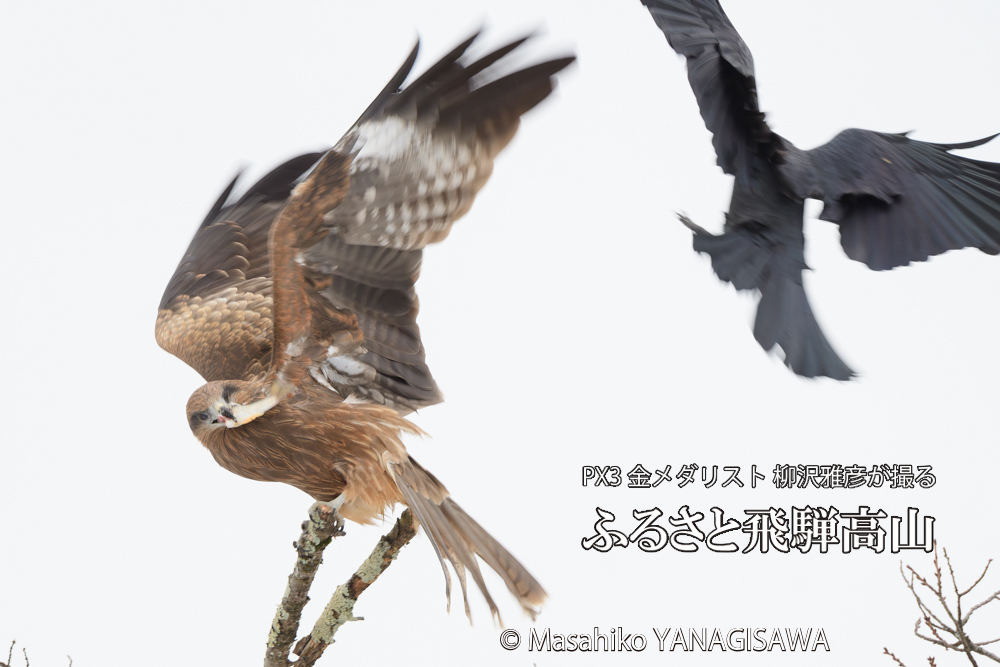 飛騨高山に棲むトビの写真です。