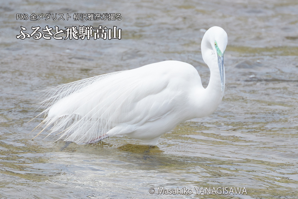 飛騨高山に棲むダイサギの写真です。