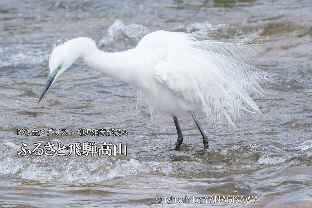 飛騨高山に棲むダイサギの写真です。