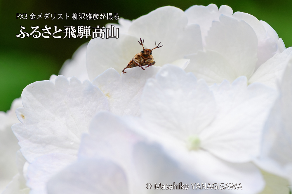 色とりどりのアジサイと、飛騨高山に棲むセマダラコガネの写真です。