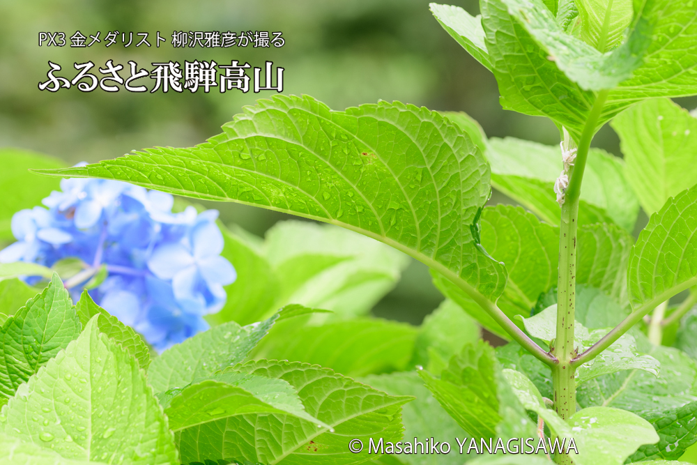 色とりどりのアジサイと、飛騨高山に棲むアオバハゴロモの幼虫の写真です。