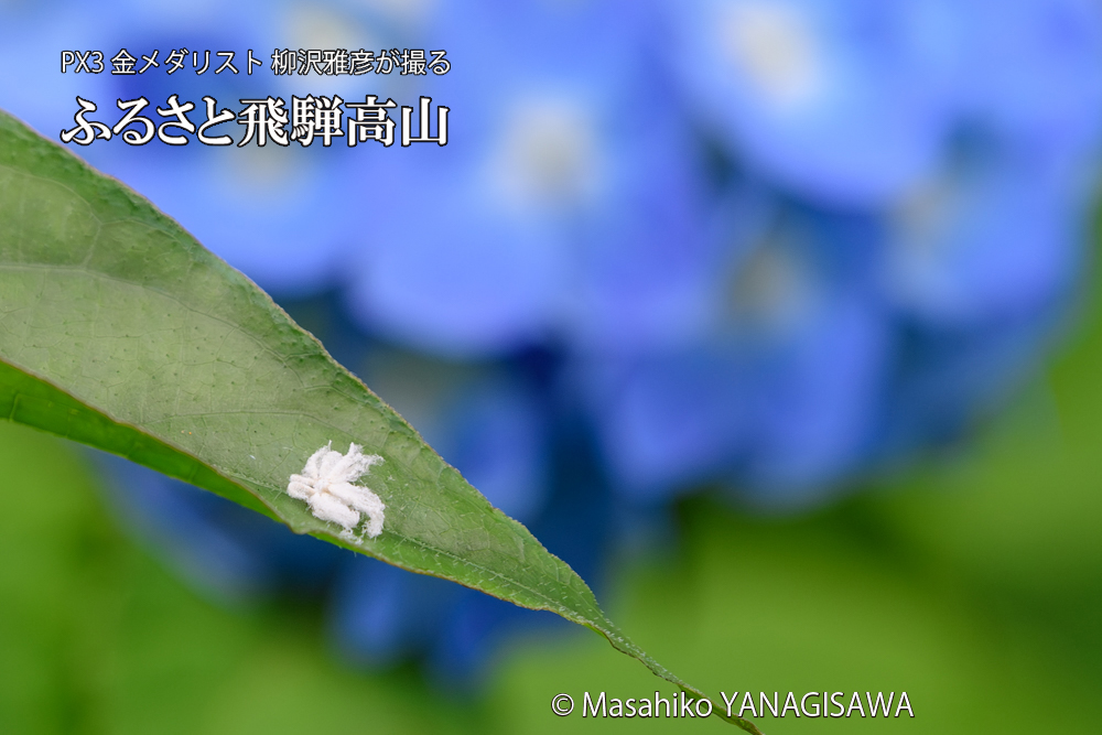 色とりどりのアジサイと、飛騨高山に棲むアオバハゴロモの幼虫の写真です。