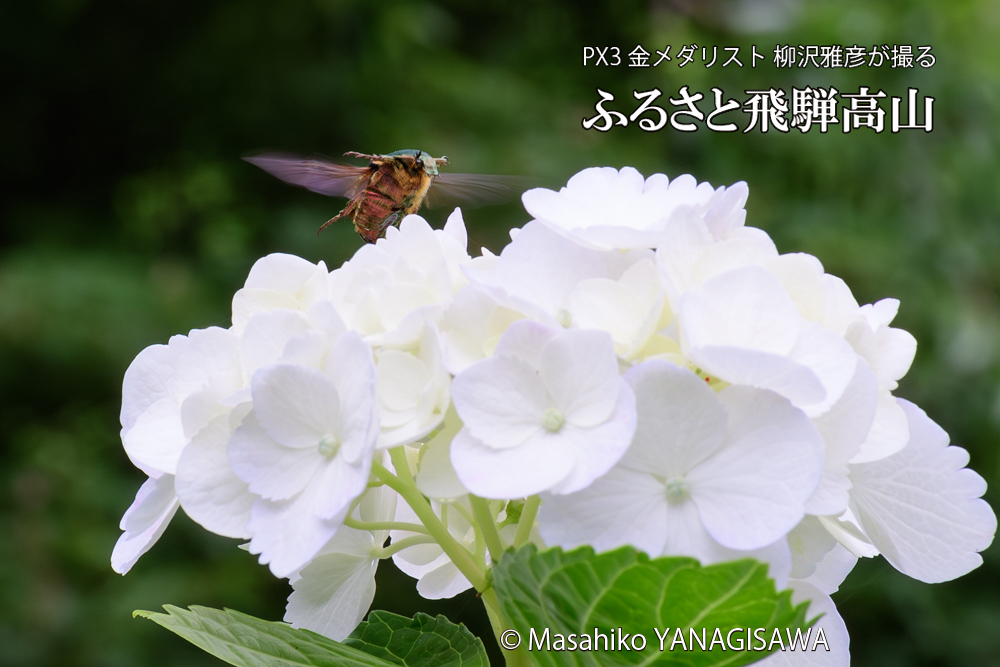 色とりどりのアジサイと、飛騨高山に棲むハナムグリの写真です。