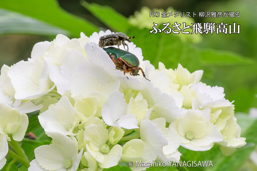 色とりどりのアジサイと、飛騨高山に棲むハナムグリの写真です。