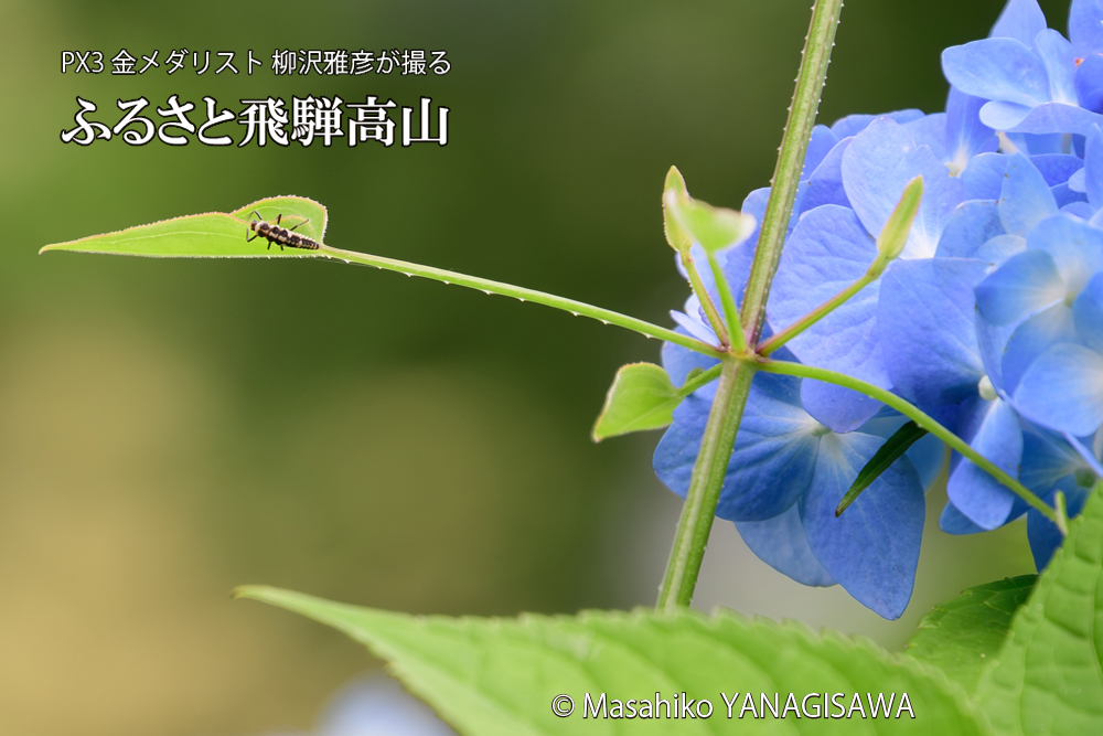 色とりどりのアジサイと、飛騨高山に棲むテントウムシの幼虫の写真です。