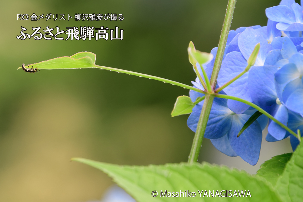 色とりどりのアジサイと、飛騨高山に棲むテントウムシの幼虫の写真です。