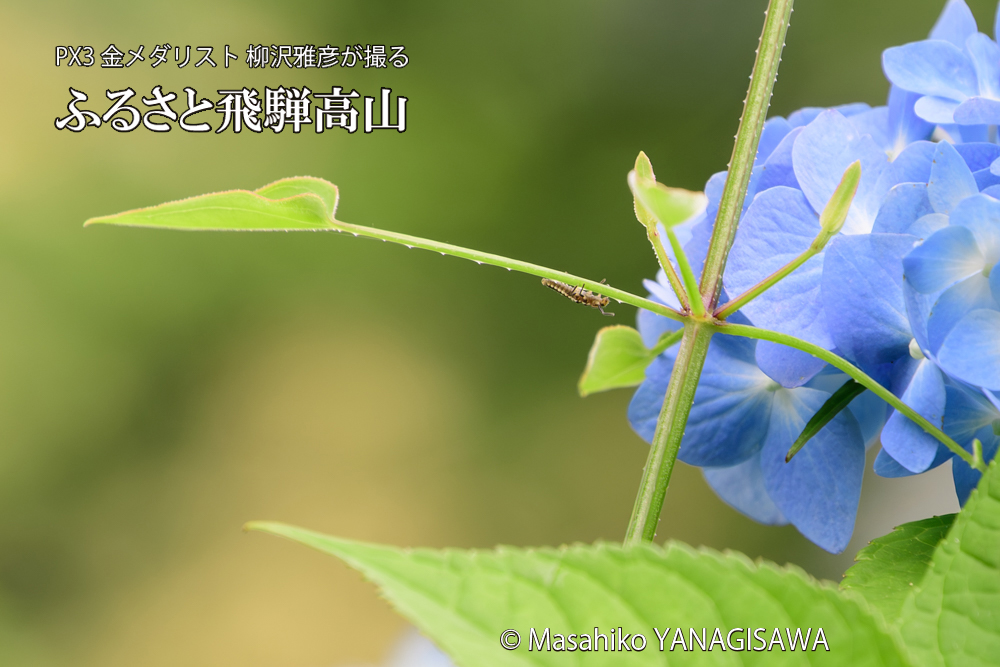 色とりどりのアジサイと、飛騨高山に棲むテントウムシの幼虫の写真です。