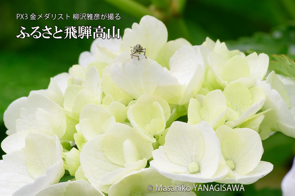 色とりどりのアジサイと、飛騨高山に棲むコフキゾウムシの写真です。