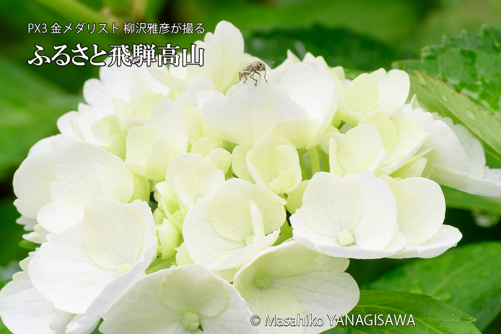 色とりどりのアジサイと、飛騨高山に棲むコフキゾウムシの写真です。