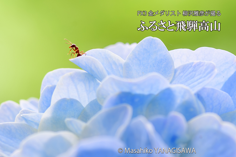 色とりどりのアジサイと、飛騨高山に棲むアリの写真です。