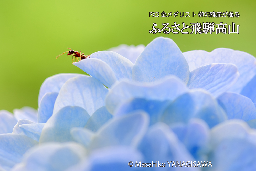 色とりどりのアジサイと、飛騨高山に棲むアリの写真です。
