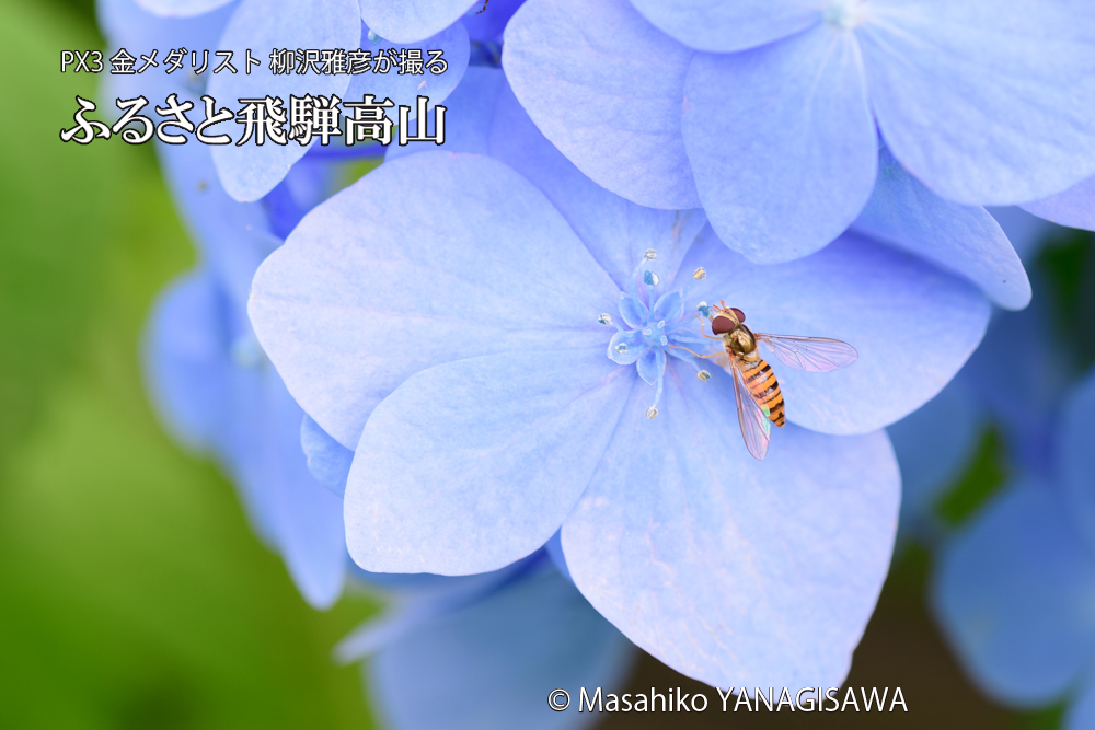 色とりどりのアジサイと、飛騨高山に棲むホソヒラタアブの写真です。