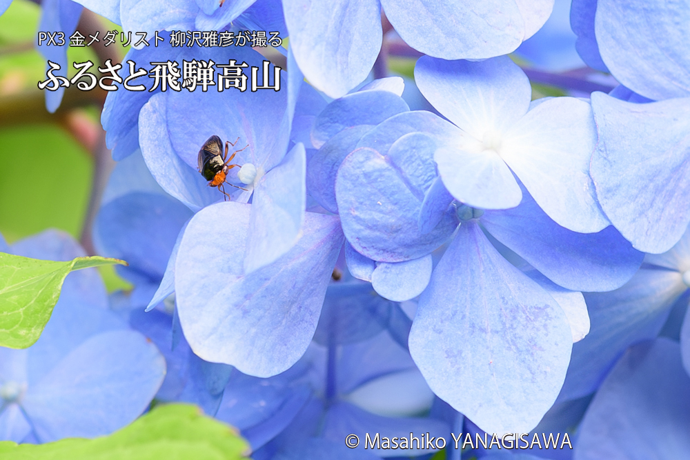 色とりどりのアジサイと、飛騨高山に棲むオオメナガカメムシの写真です。