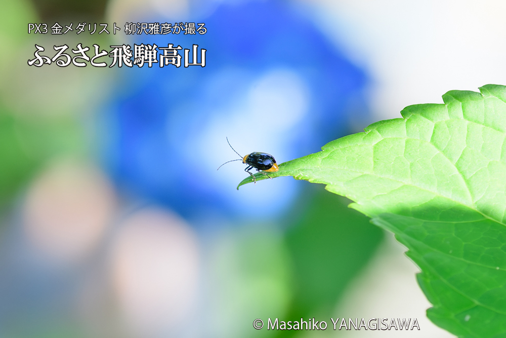 色とりどりのアジサイと、飛騨高山に棲むハムシの写真です。