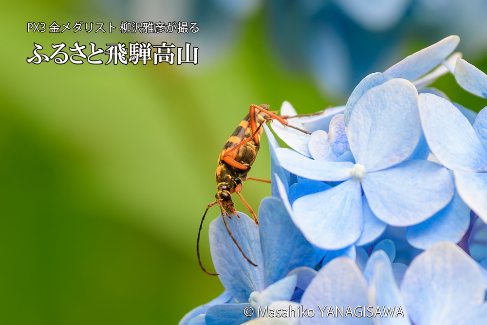 色とりどりのアジサイと、飛騨高山に棲むヨツスジハナカミキリの写真です。
