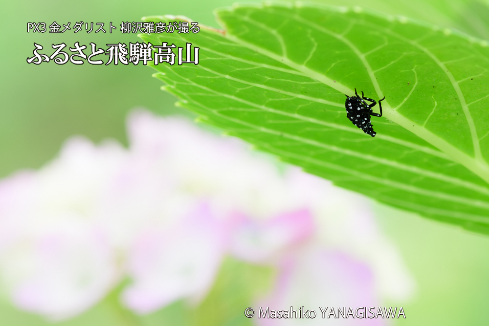 色とりどりのアジサイと、飛騨高山に棲むシタベニハゴロモの赤ちゃんの写真です。