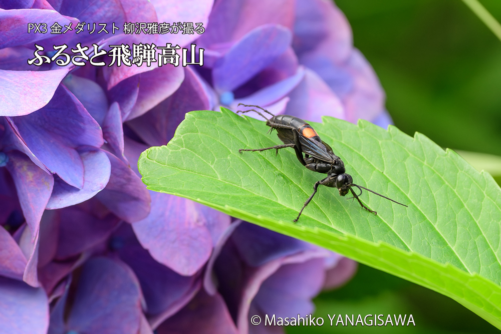 色とりどりのアジサイと、飛騨高山に棲むオオモンクロベッコウの写真です。