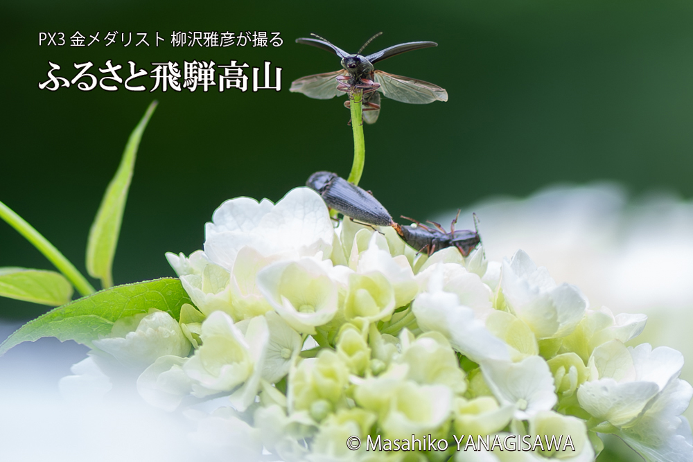 色とりどりのアジサイと、飛騨高山に棲むコメツキムシの写真です。