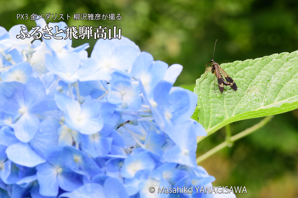 色とりどりのアジサイと、飛騨高山に棲むヤマトシリアゲの写真です。