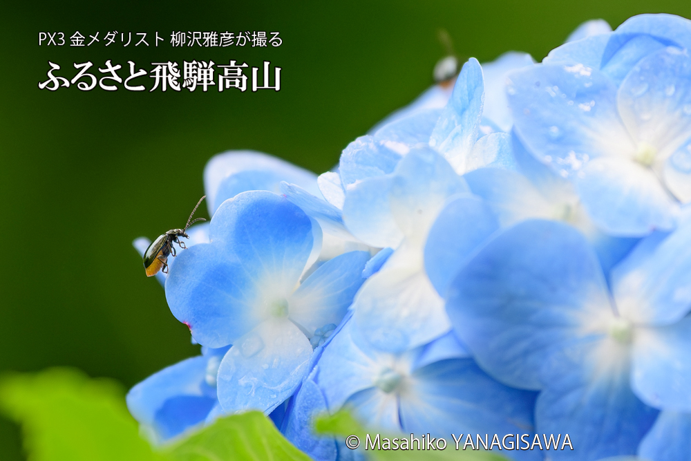 色とりどりのアジサイと、飛騨高山に棲むハムシの写真です。