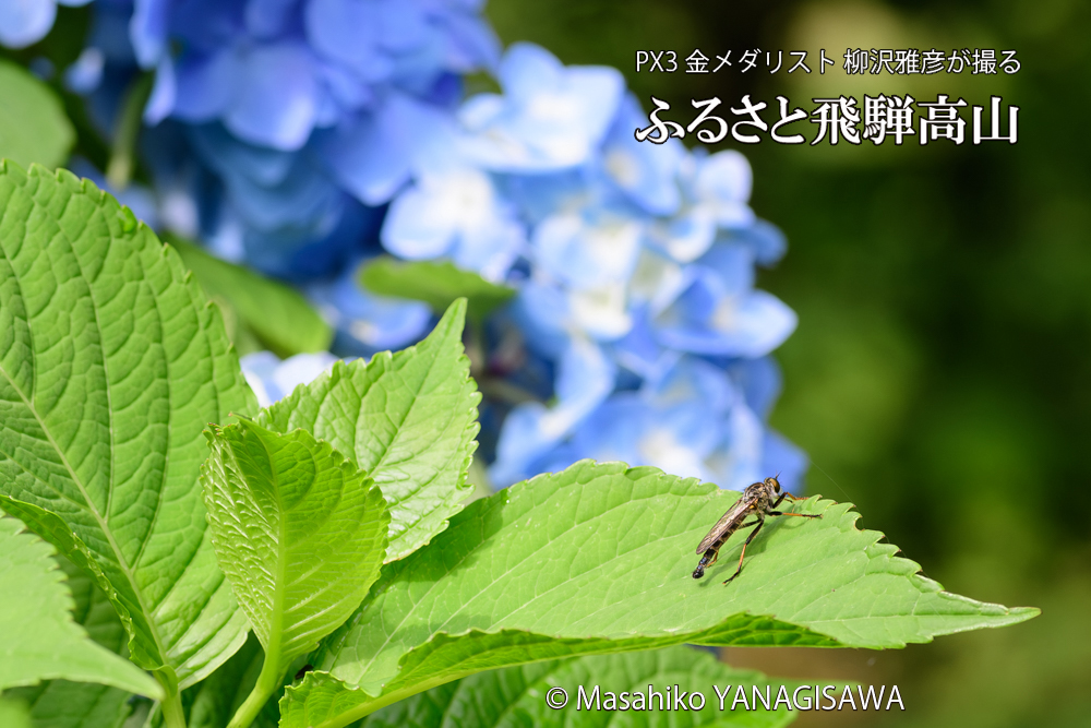 色とりどりのアジサイと、飛騨高山に棲むムシヒキアブの写真です。