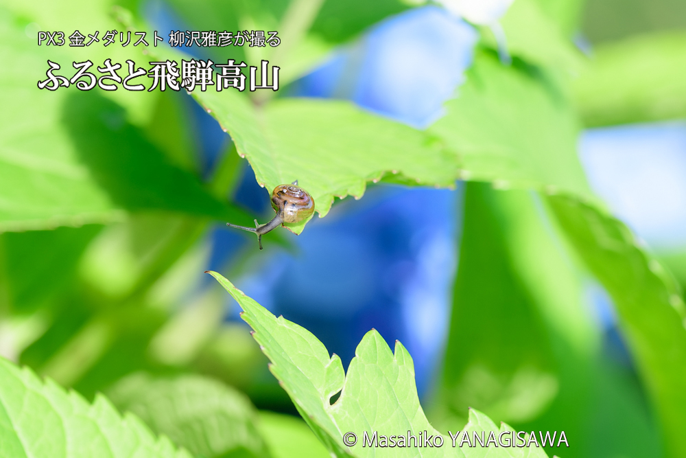 色とりどりのアジサイと、飛騨高山に棲むカタツムリの写真です。