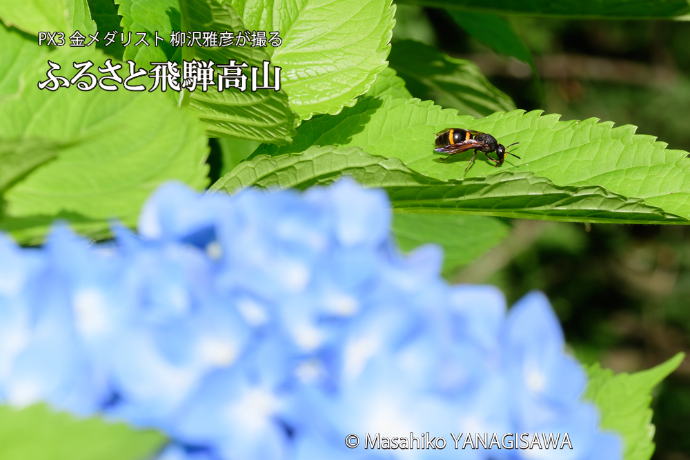 色とりどりのアジサイと、飛騨高山に棲むドロバチの写真です。