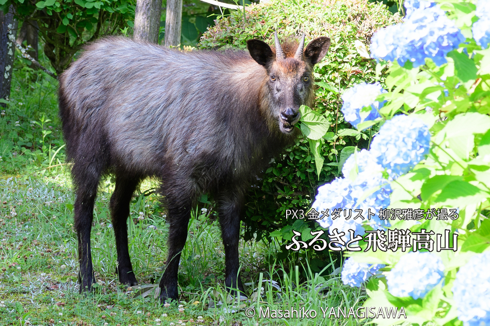 色とりどりのアジサイと、飛騨高山に棲むニホンカモシカの写真です。