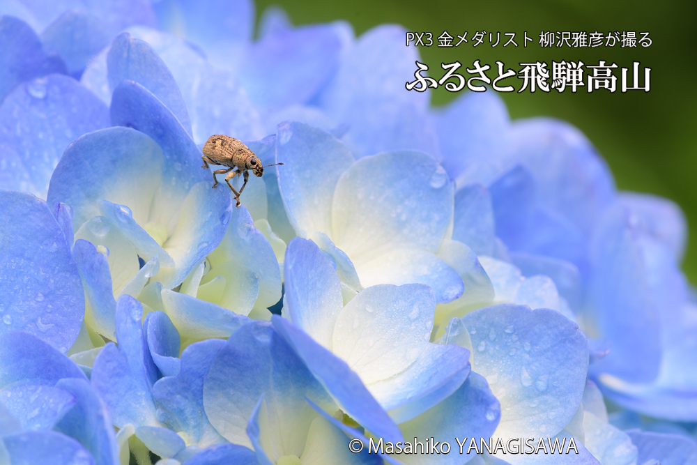 色とりどりのアジサイと、飛騨高山に棲むカシワクチブトゾウムシの写真です。