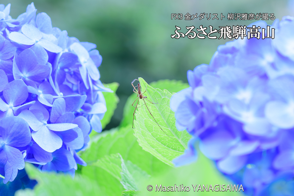 色とりどりのアジサイと、飛騨高山に棲むクモの仲間の写真です。