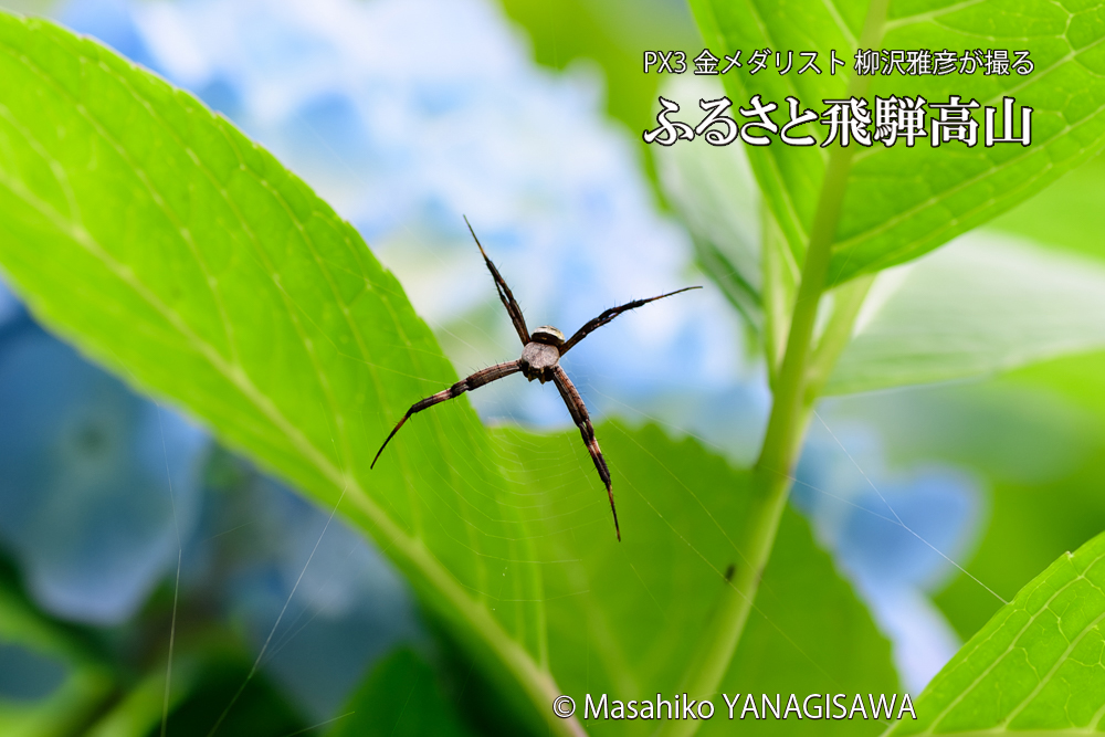 色とりどりのアジサイと、飛騨高山に棲むクモの仲間の写真です。