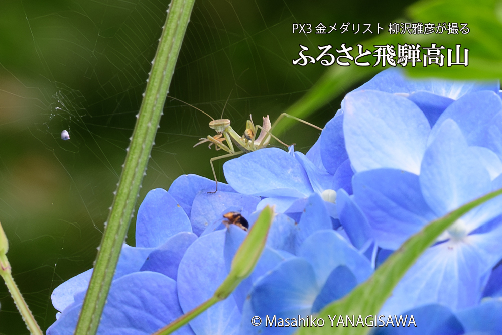色とりどりのアジサイと、飛騨高山に棲むカマキリの写真です。