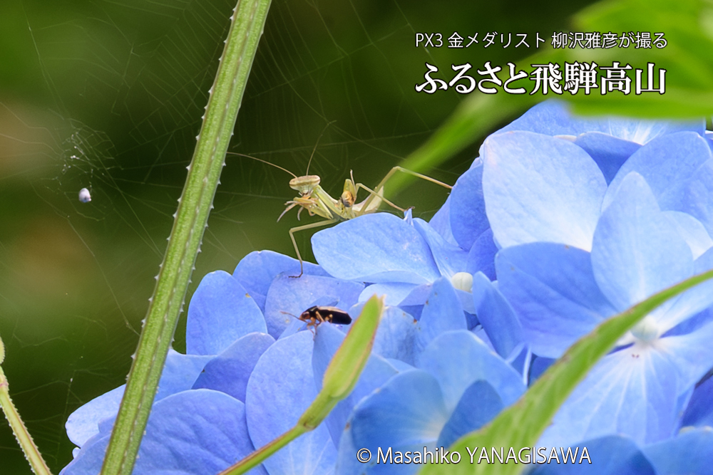 色とりどりのアジサイと、飛騨高山に棲むカマキリの写真です。