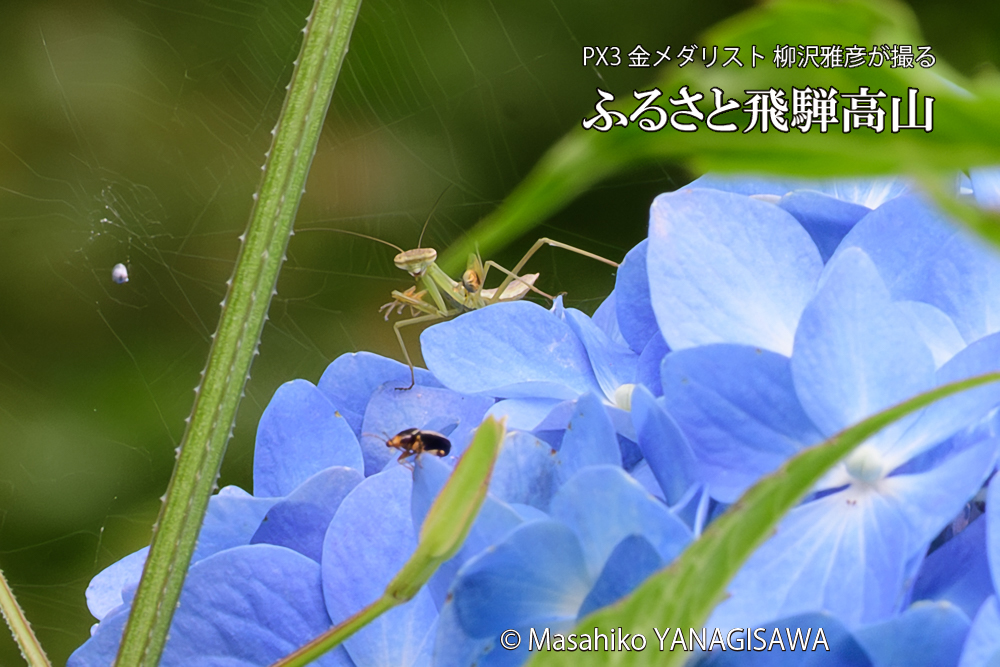 色とりどりのアジサイと、飛騨高山に棲むカマキリの写真です。