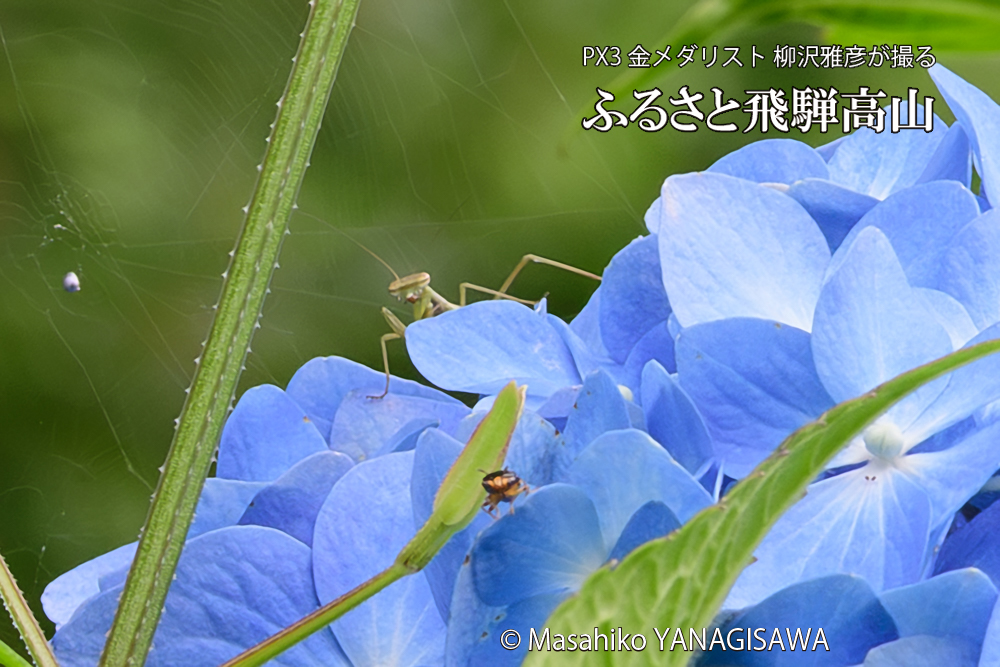 色とりどりのアジサイと、飛騨高山に棲むカマキリの写真です。