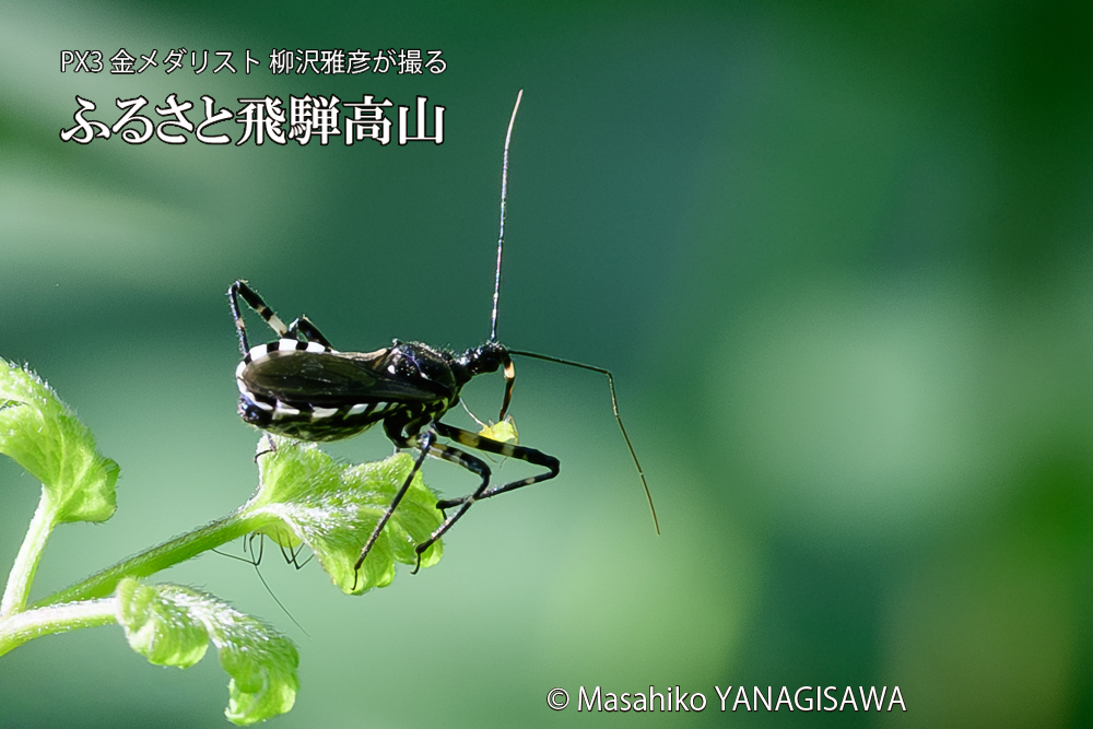 飛騨高山に棲むサシガメの写真です。