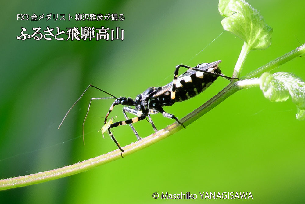 飛騨高山に棲むサシガメの写真です。