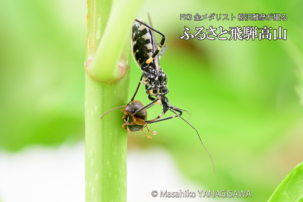 飛騨高山に棲むサシガメの写真です。