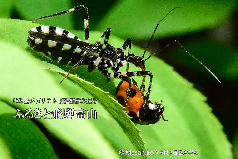 飛騨高山に棲むサシガメの写真です。
