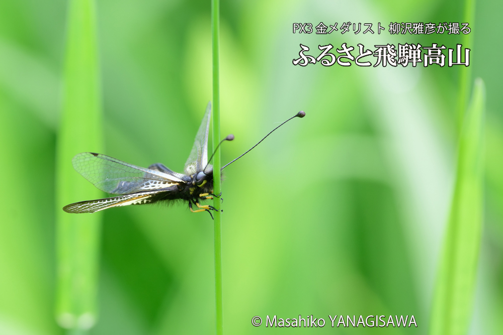 飛騨高山に棲むキバネツノトンボの写真です。