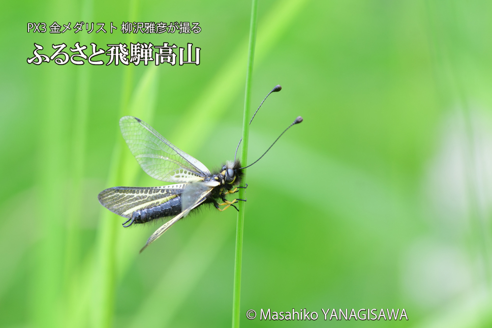 飛騨高山に棲むキバネツノトンボの写真です。