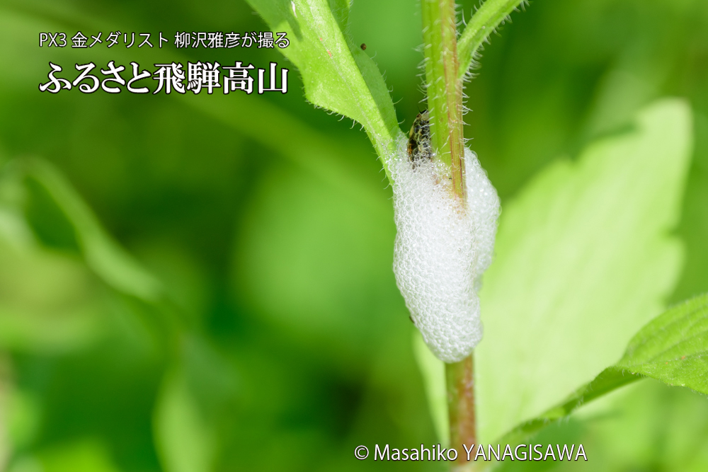 飛騨高山に棲むアワフキムシの写真です。