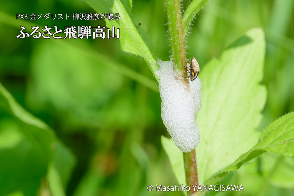 飛騨高山に棲むアワフキムシの写真です。