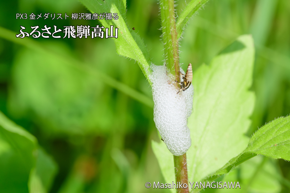 飛騨高山に棲むアワフキムシの写真です。