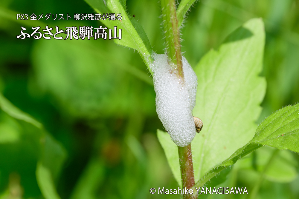 飛騨高山に棲むアワフキムシの写真です。