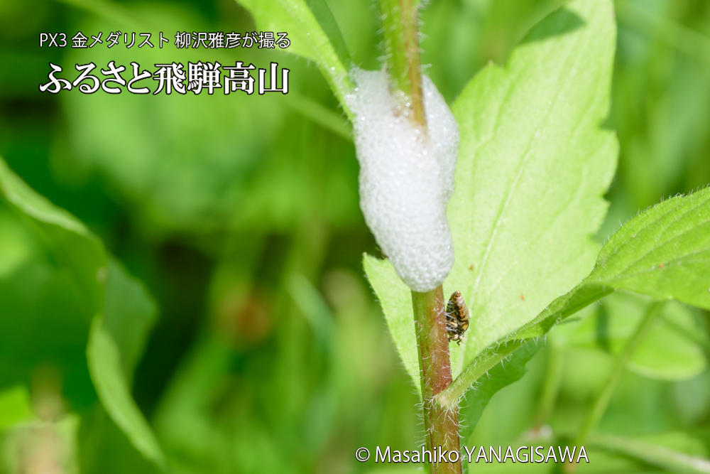 飛騨高山に棲むアワフキムシの写真です。