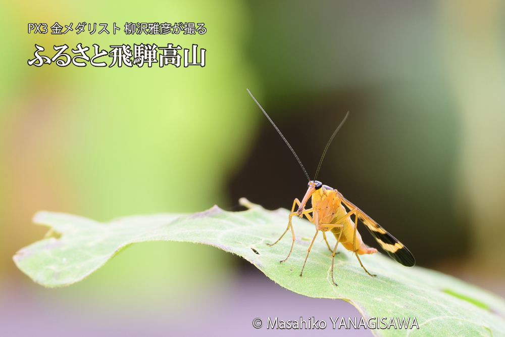 飛騨高山に棲むヤマトシリアゲ雌の写真です。