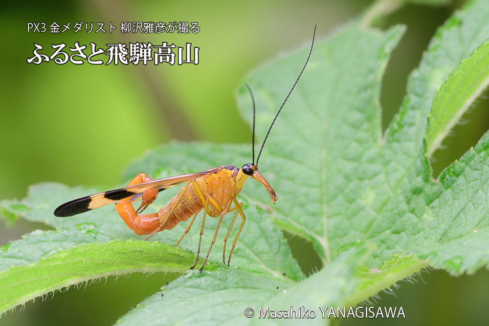 飛騨高山に棲むヤマトシリアゲ雄の写真です。